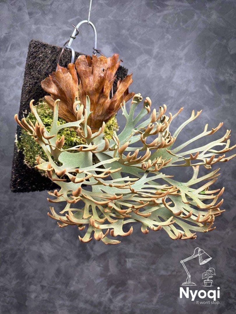 メルカリ便】P. Willinckii Omg(spore) 【67】