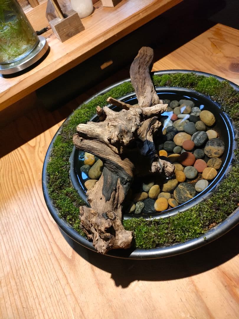 自作『緑化苔リング大型＋流木水景セット』流木と苔、水草で卓上装飾