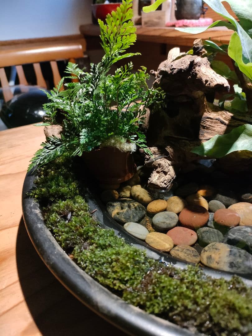 自作『緑化苔リング大型＋流木水景セット』流木と苔、水草で卓上装飾