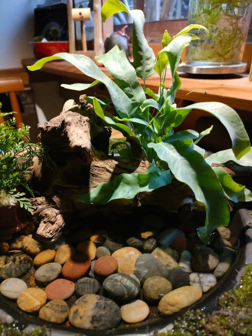 自作『緑化苔リング大型＋流木水景セット』流木と苔、水草で卓上装飾