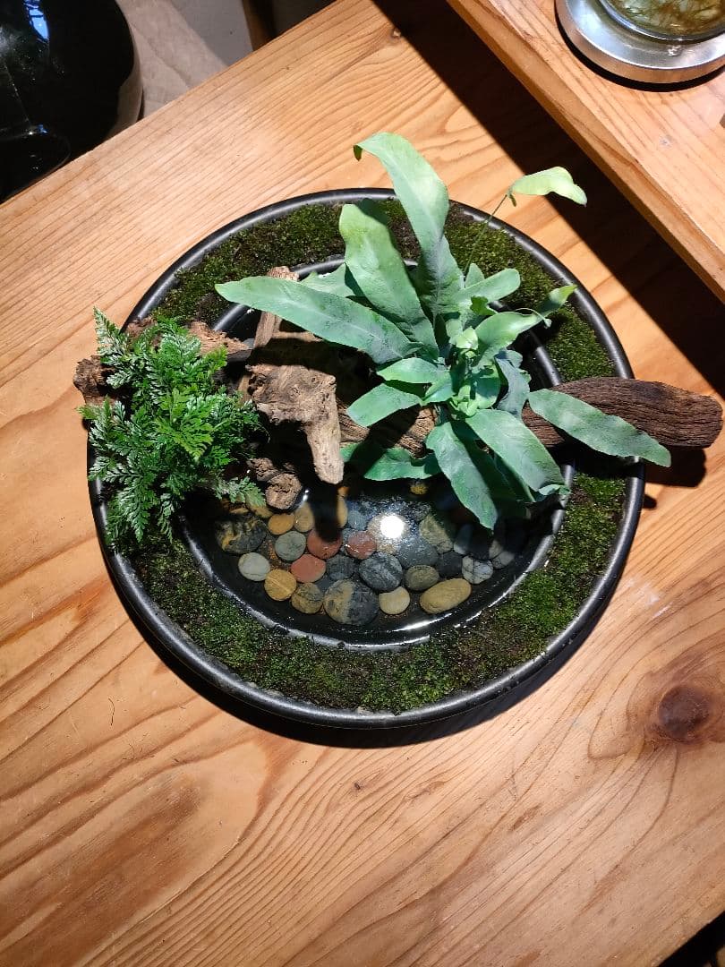 自作『緑化苔リング大型＋流木水景セット』流木と苔、水草で卓上装飾