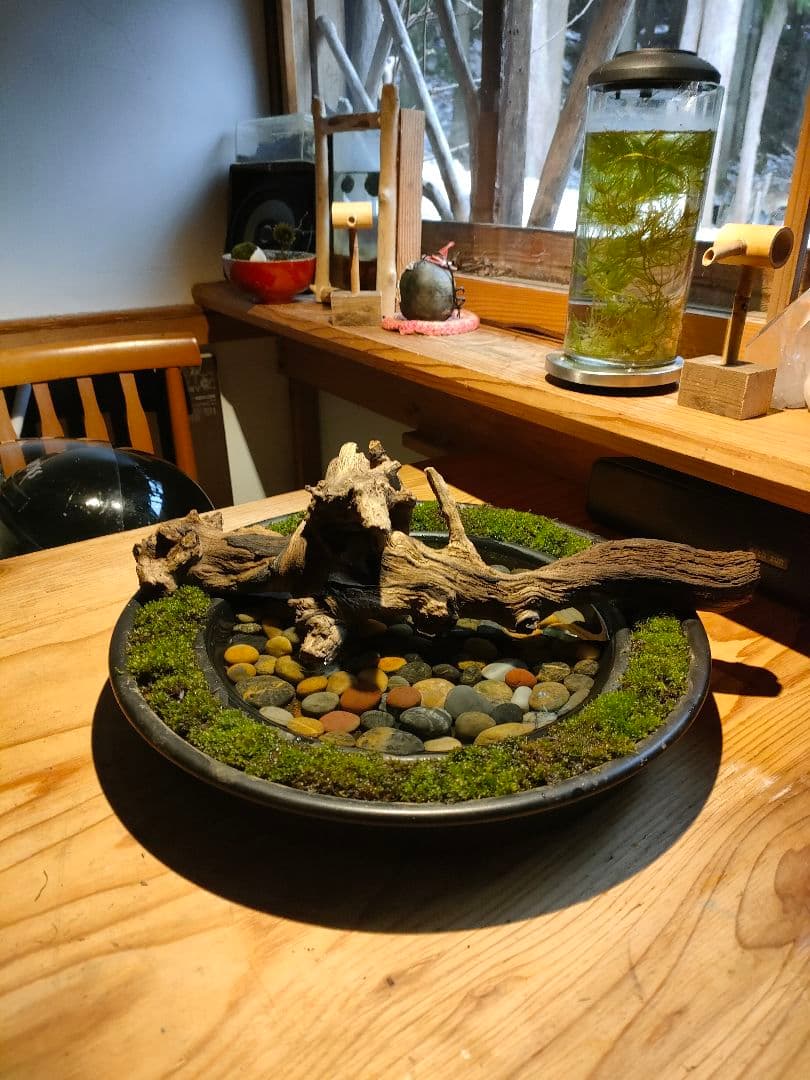自作『緑化苔リング大型＋流木水景セット』流木と苔、水草で卓上装飾
