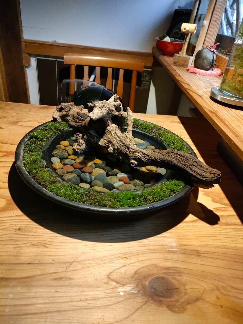 自作『緑化苔リング大型＋流木水景セット』流木と苔、水草で卓上装飾