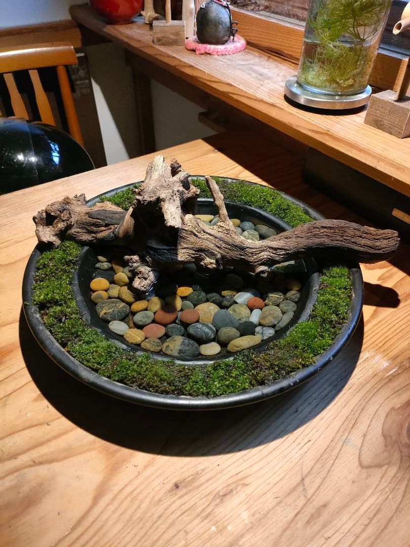 自作『緑化苔リング大型＋流木水景セット』流木と苔、水草で卓上装飾