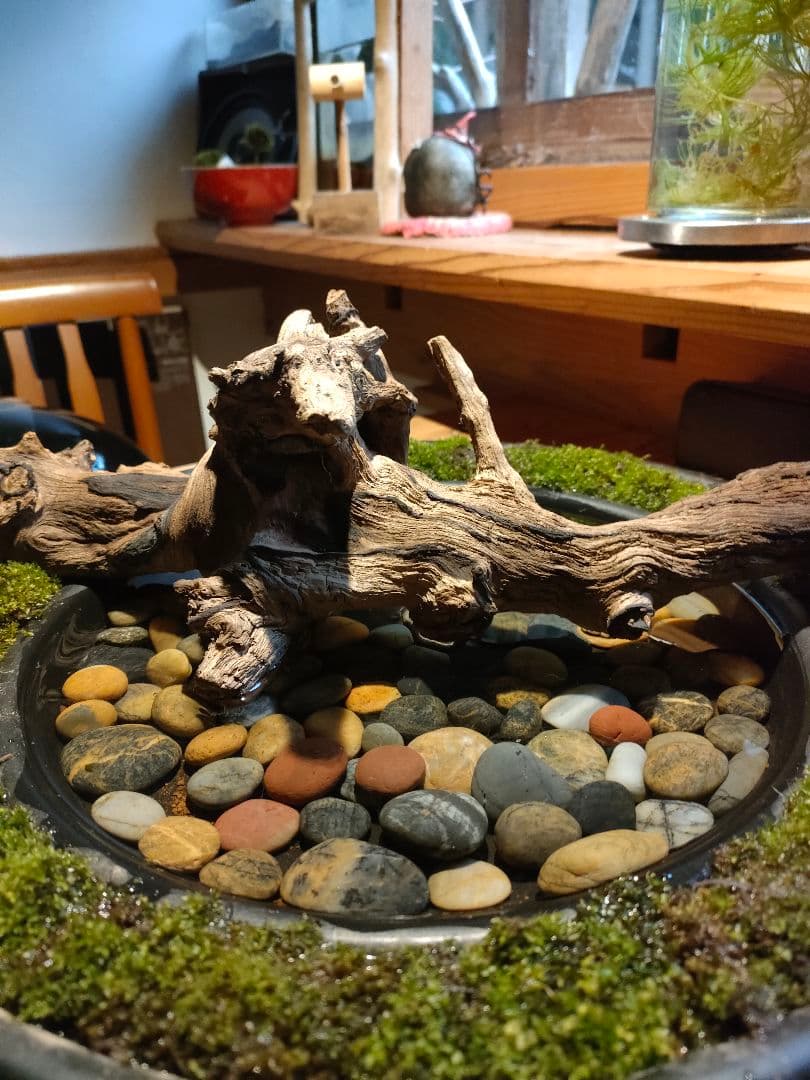 自作『緑化苔リング大型＋流木水景セット』流木と苔、水草で卓上装飾
