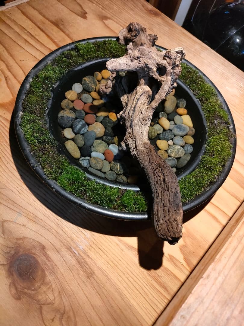 自作『緑化苔リング大型＋流木水景セット』流木と苔、水草で卓上装飾
