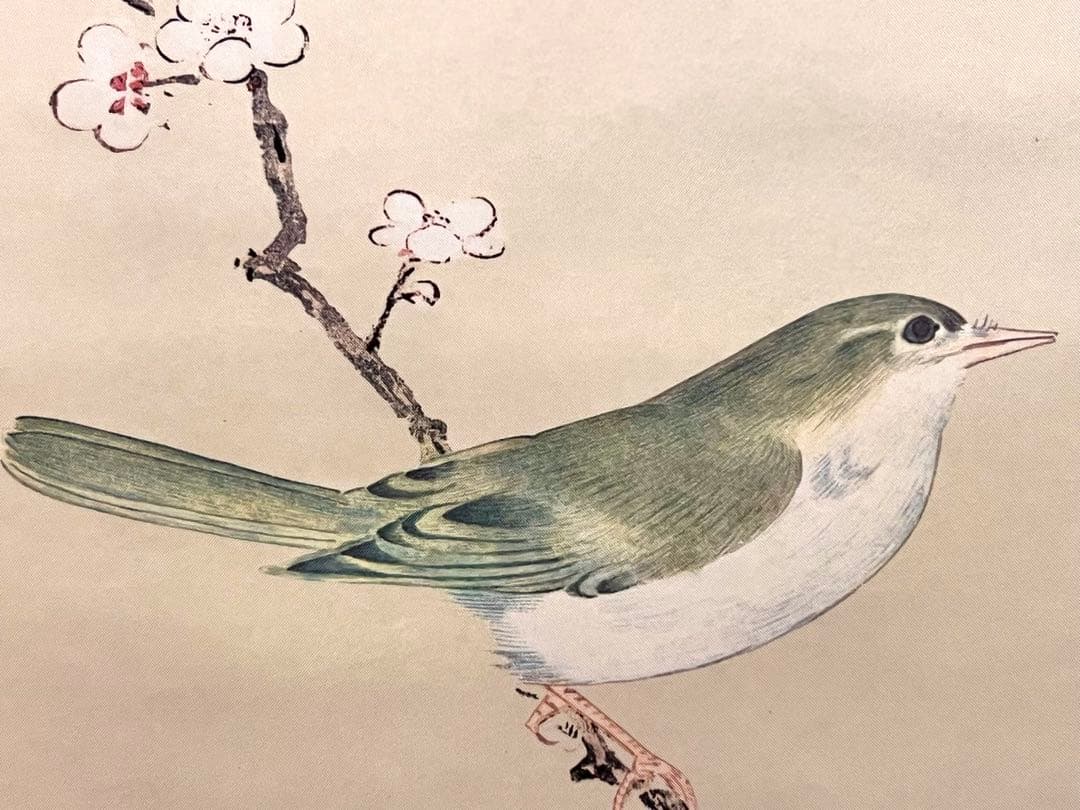 狩野探幽 守信「梅に鶯」掛軸 掛け軸 複製工芸 ウグイス 春 日本画 茶掛 印刷