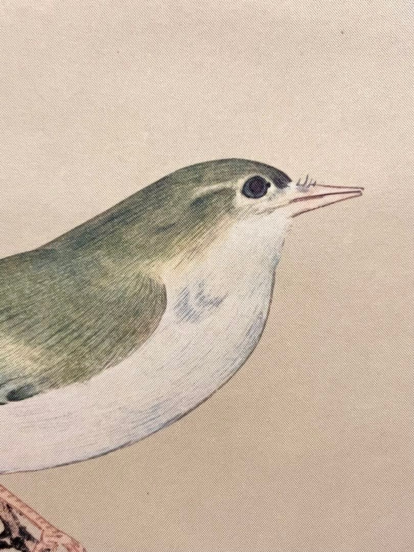 狩野探幽 守信「梅に鶯」掛軸 掛け軸 複製工芸 ウグイス 春 日本画 茶掛 印刷