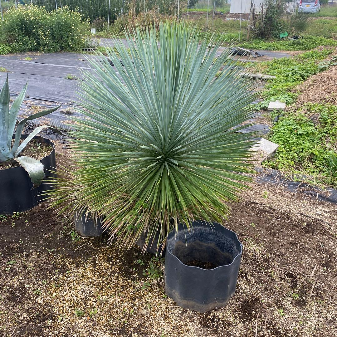 9　特大　ロストラータ　幹太　引き取り限定