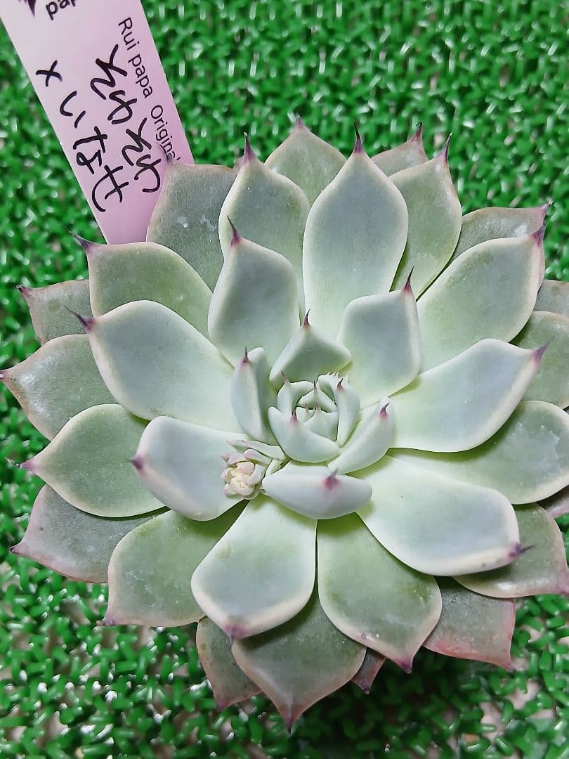 知*子様 【ルイパパさん苗】そわそわ×いなせ【札付き】希少苗