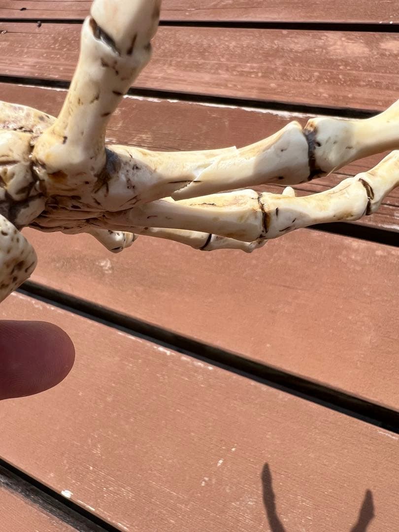 ドクロの置物セット 髑髏 スカル 小物入れ 小物置き 灰皿 インテリア オブジェ