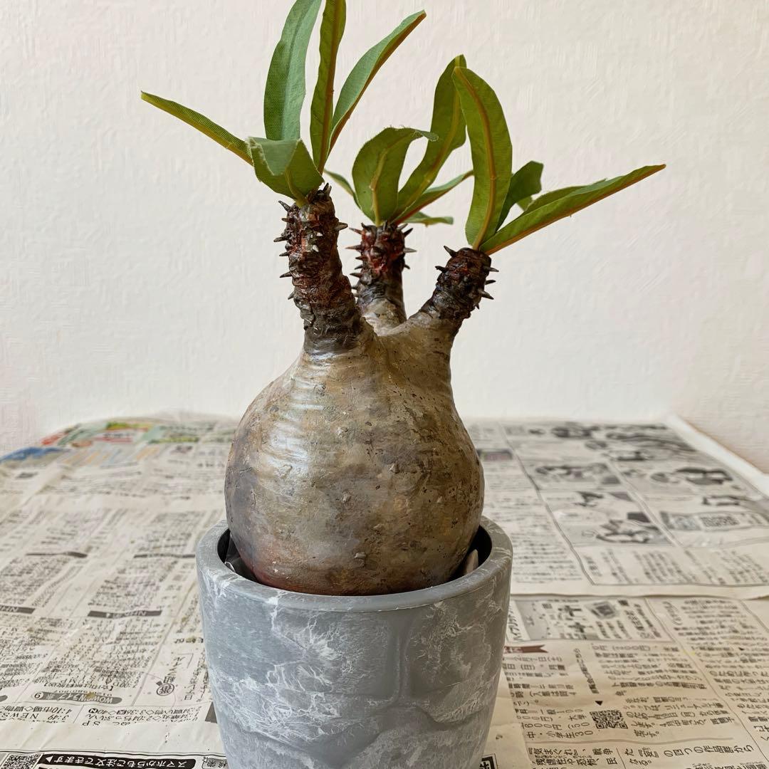 パキポディウム　グラキリス ⭐︎ご注意　こちらハンドメイド作品です。