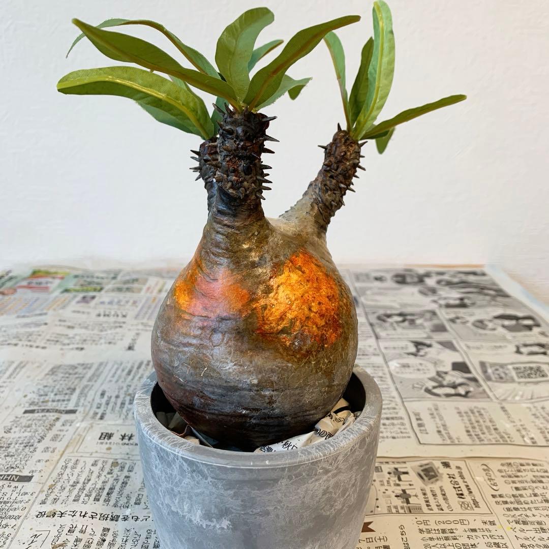 パキポディウム　グラキリス ⭐︎ご注意　こちらハンドメイド作品です。