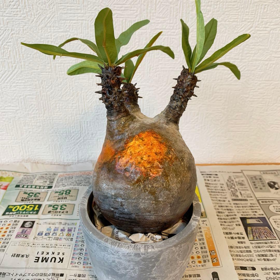 パキポディウム　グラキリス ⭐︎ご注意　こちらハンドメイド作品です。