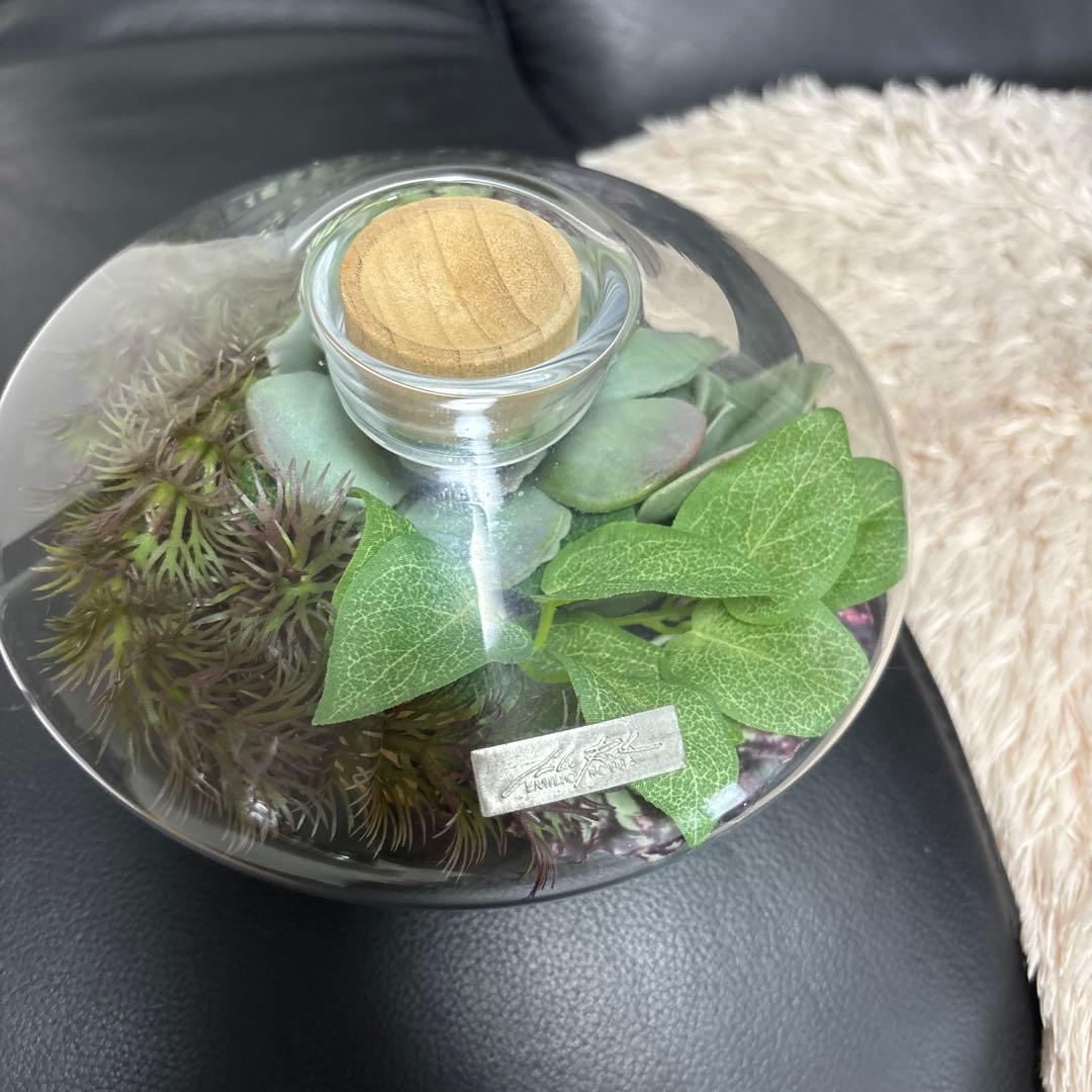 エミリオロバ 多肉植物 観葉植物