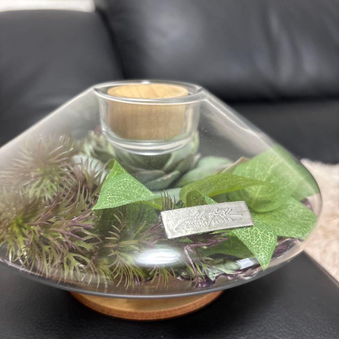 エミリオロバ 多肉植物 観葉植物