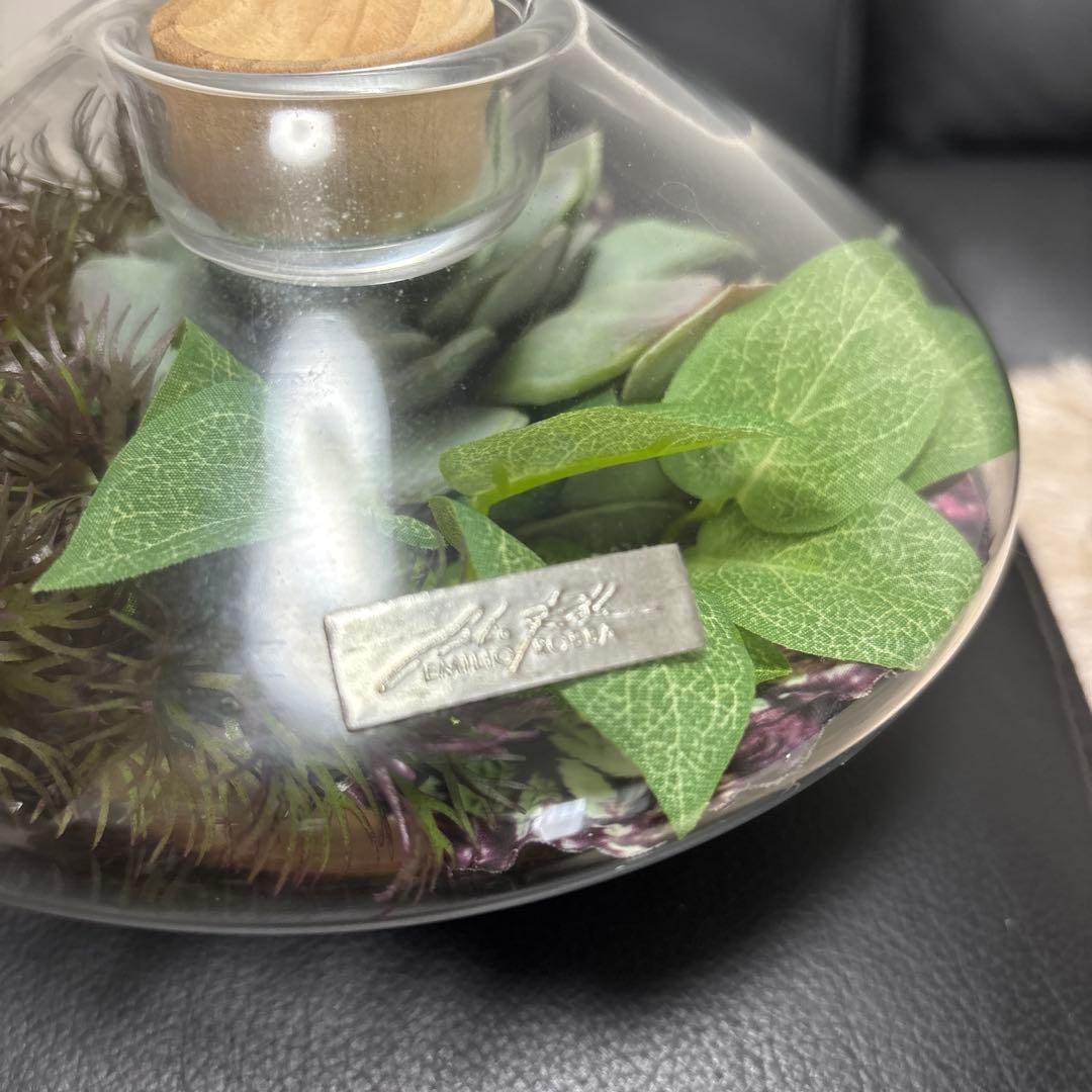 エミリオロバ 多肉植物 観葉植物