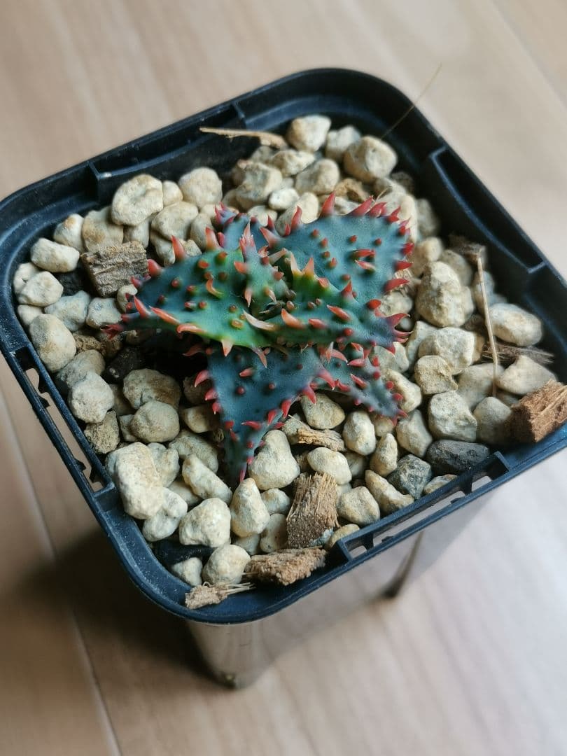 綾*様 アロエハイブリッド　実生