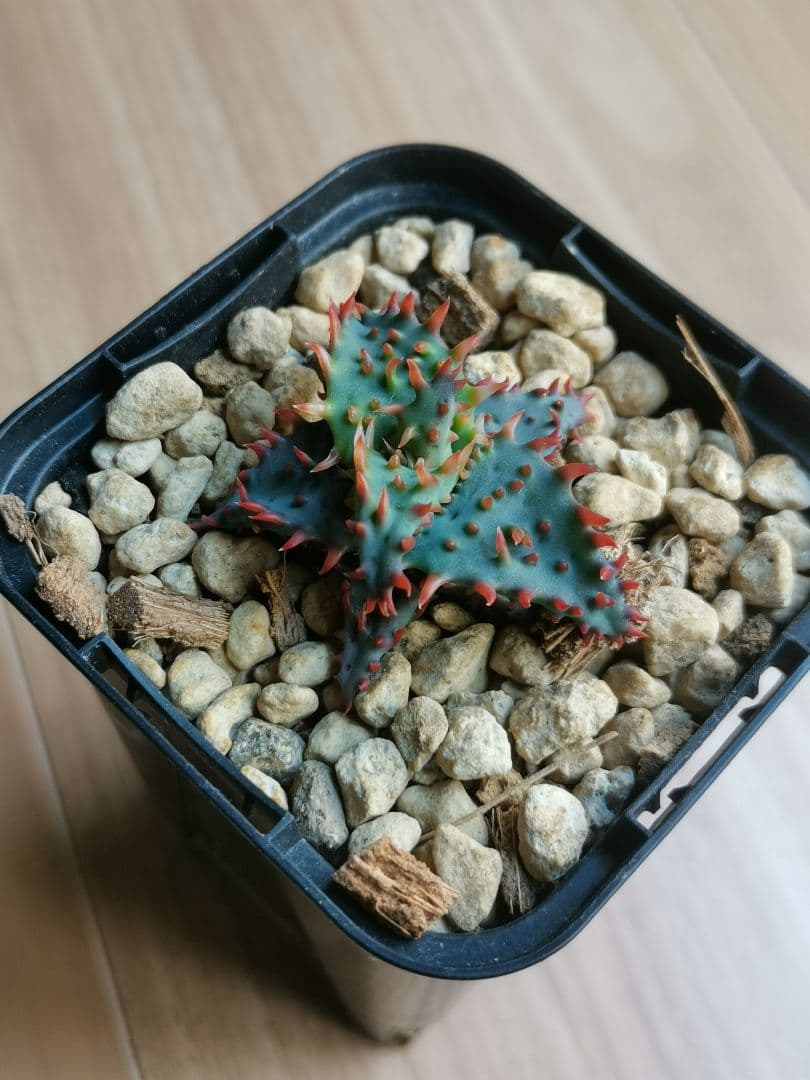 綾*様 アロエハイブリッド　実生