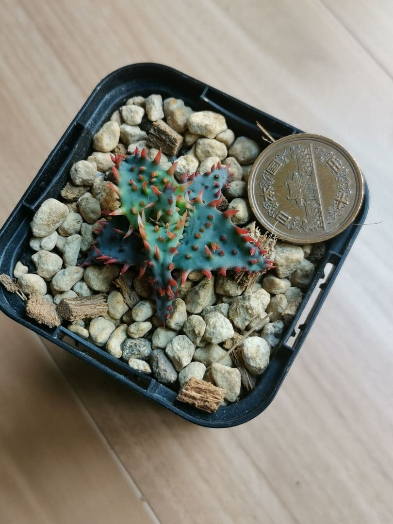 綾*様 アロエハイブリッド　実生