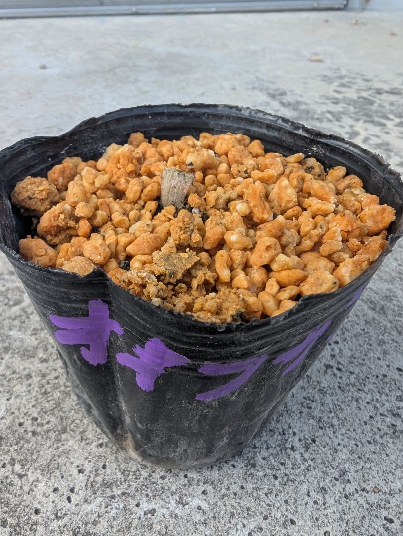 オオフガクスズムシソウ