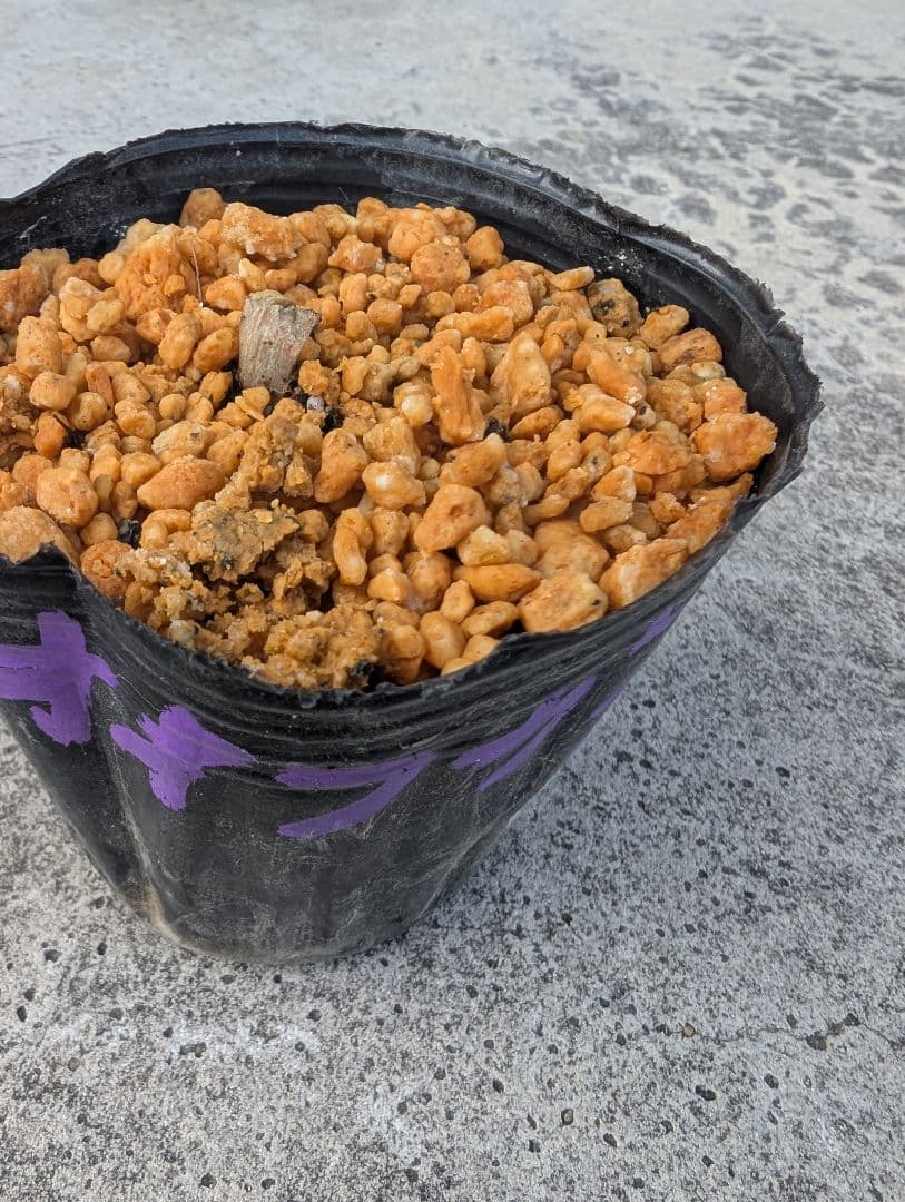 オオフガクスズムシソウ