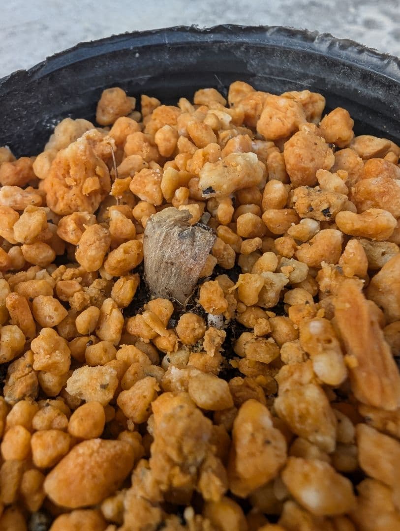 オオフガクスズムシソウ