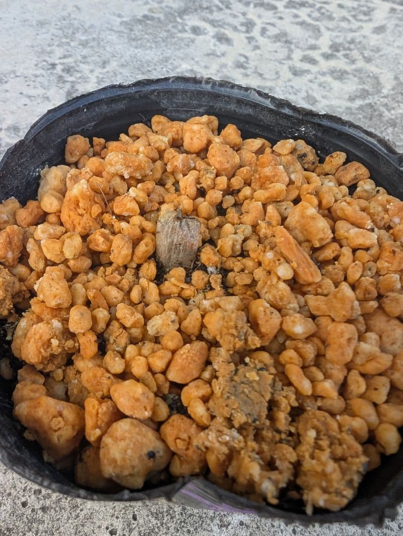 オオフガクスズムシソウ