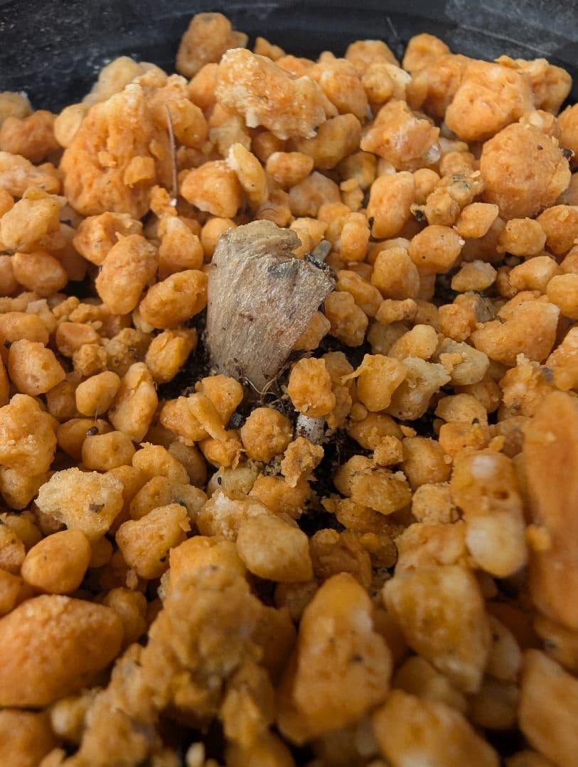 オオフガクスズムシソウ