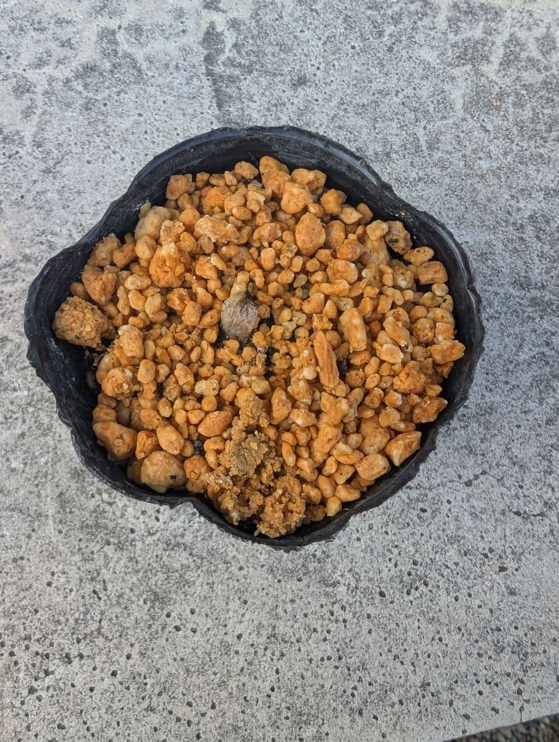 オオフガクスズムシソウ