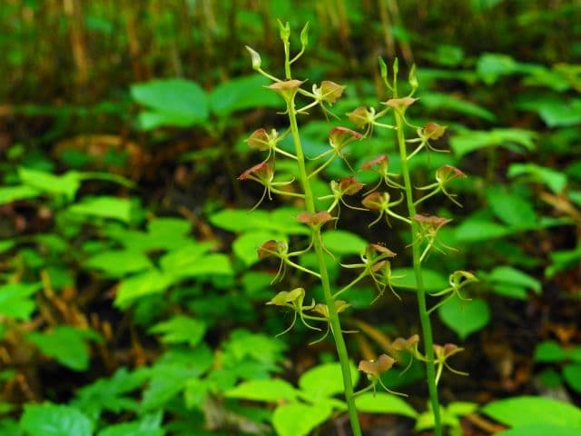 オオフガクスズムシソウ