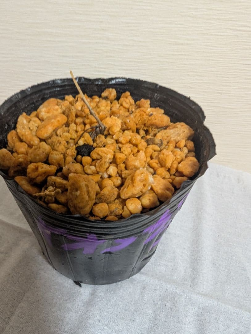 オオフガクスズムシソウ