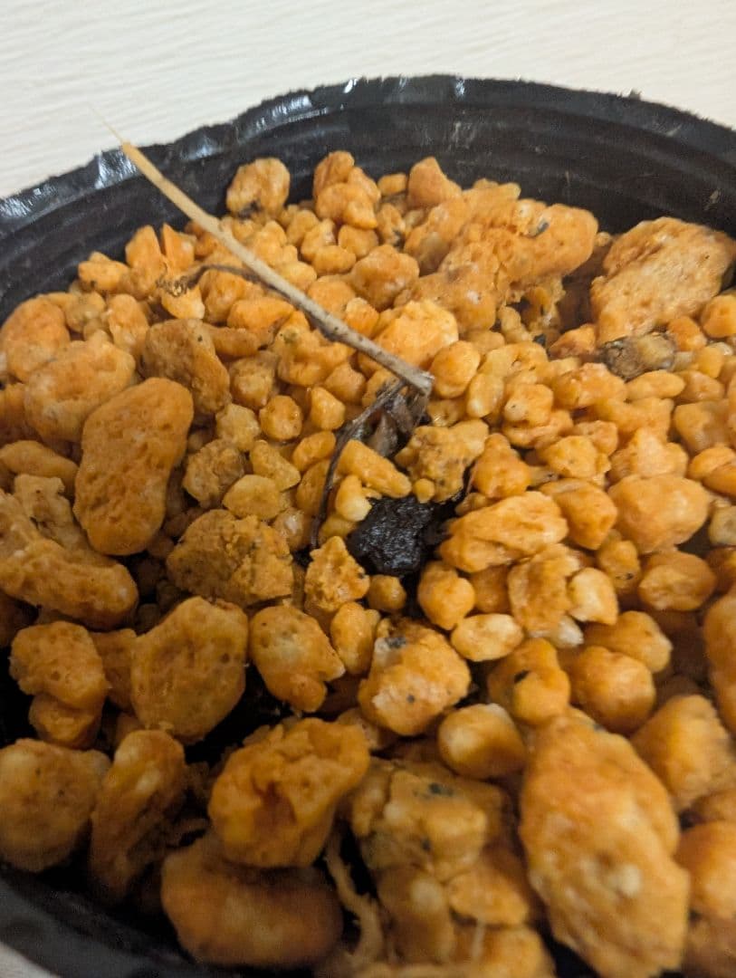 オオフガクスズムシソウ