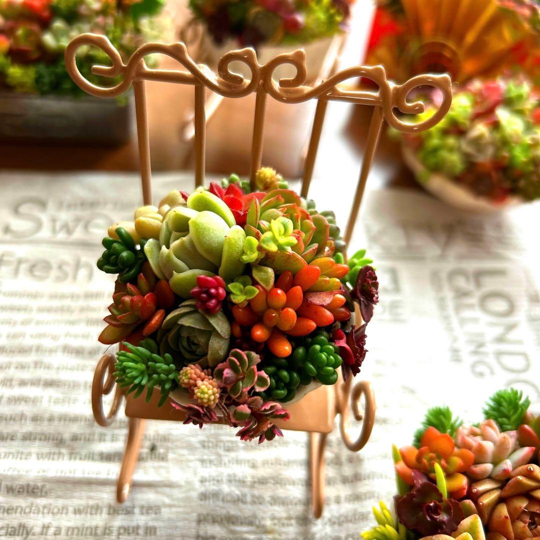 ・:*多肉植物そのまま飾れる・:*ゆらゆらイス多肉さん達・:*2個セット