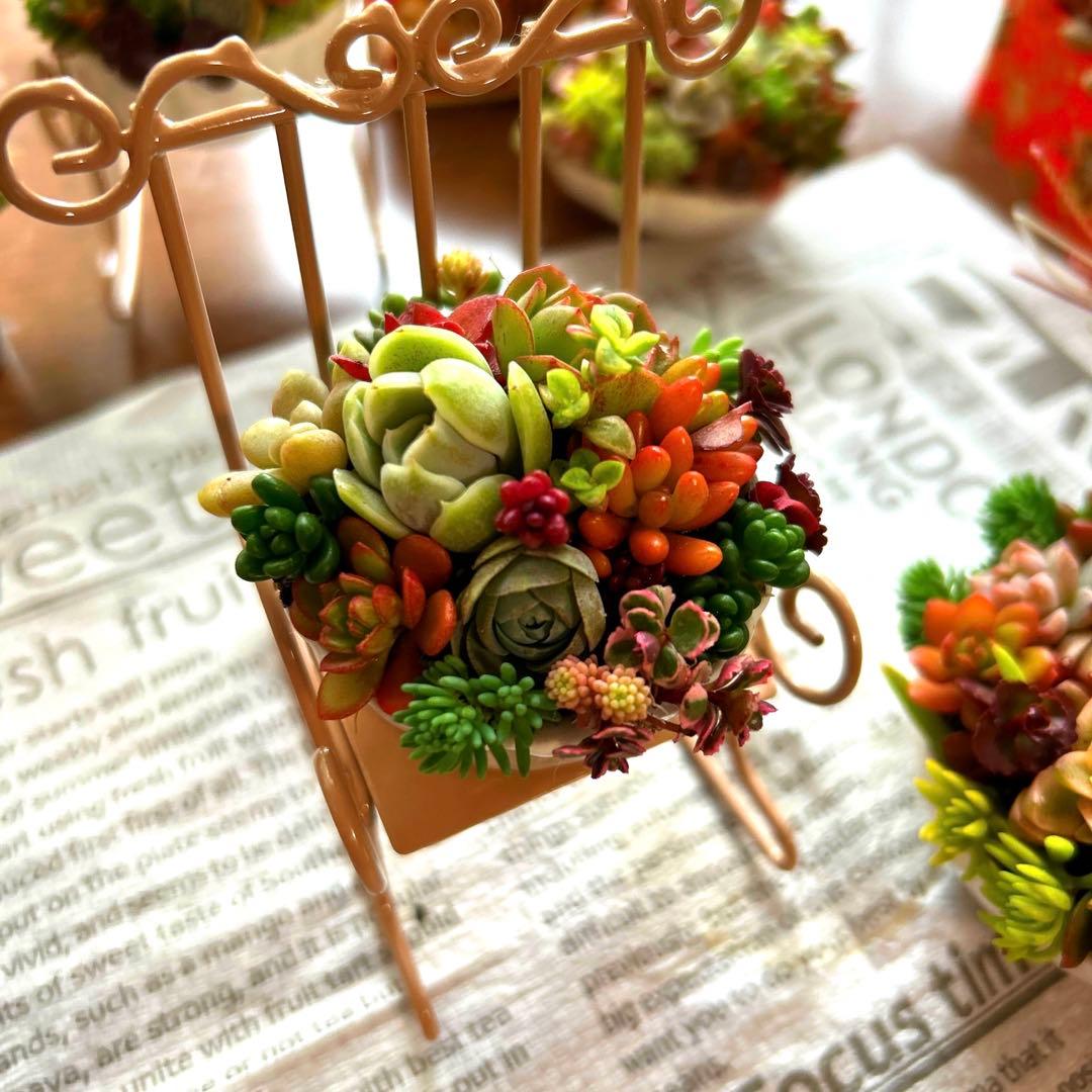 ・:*多肉植物そのまま飾れる・:*ゆらゆらイス多肉さん達・:*2個セット