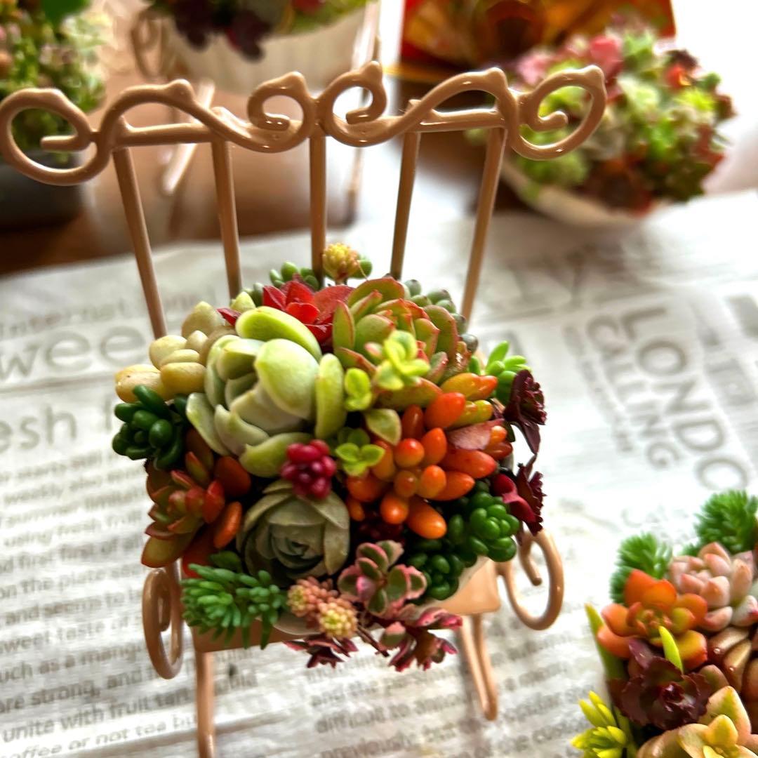 ・:*多肉植物そのまま飾れる・:*ゆらゆらイス多肉さん達・:*2個セット