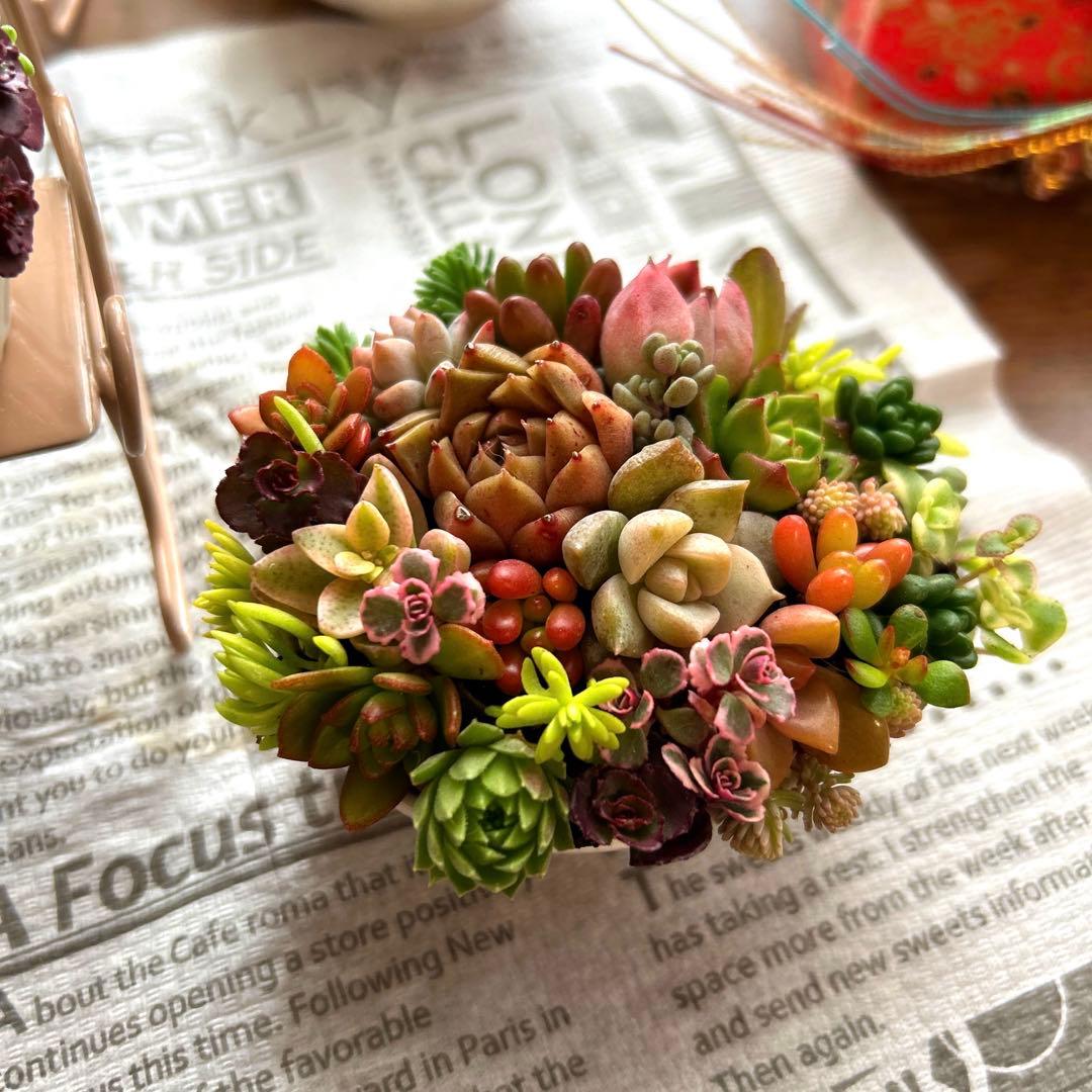 ・:*多肉植物そのまま飾れる・:*ゆらゆらイス多肉さん達・:*2個セット