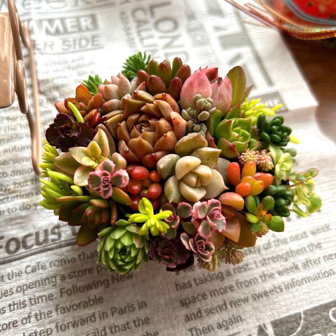 ・:*多肉植物そのまま飾れる・:*ゆらゆらイス多肉さん達・:*2個セット