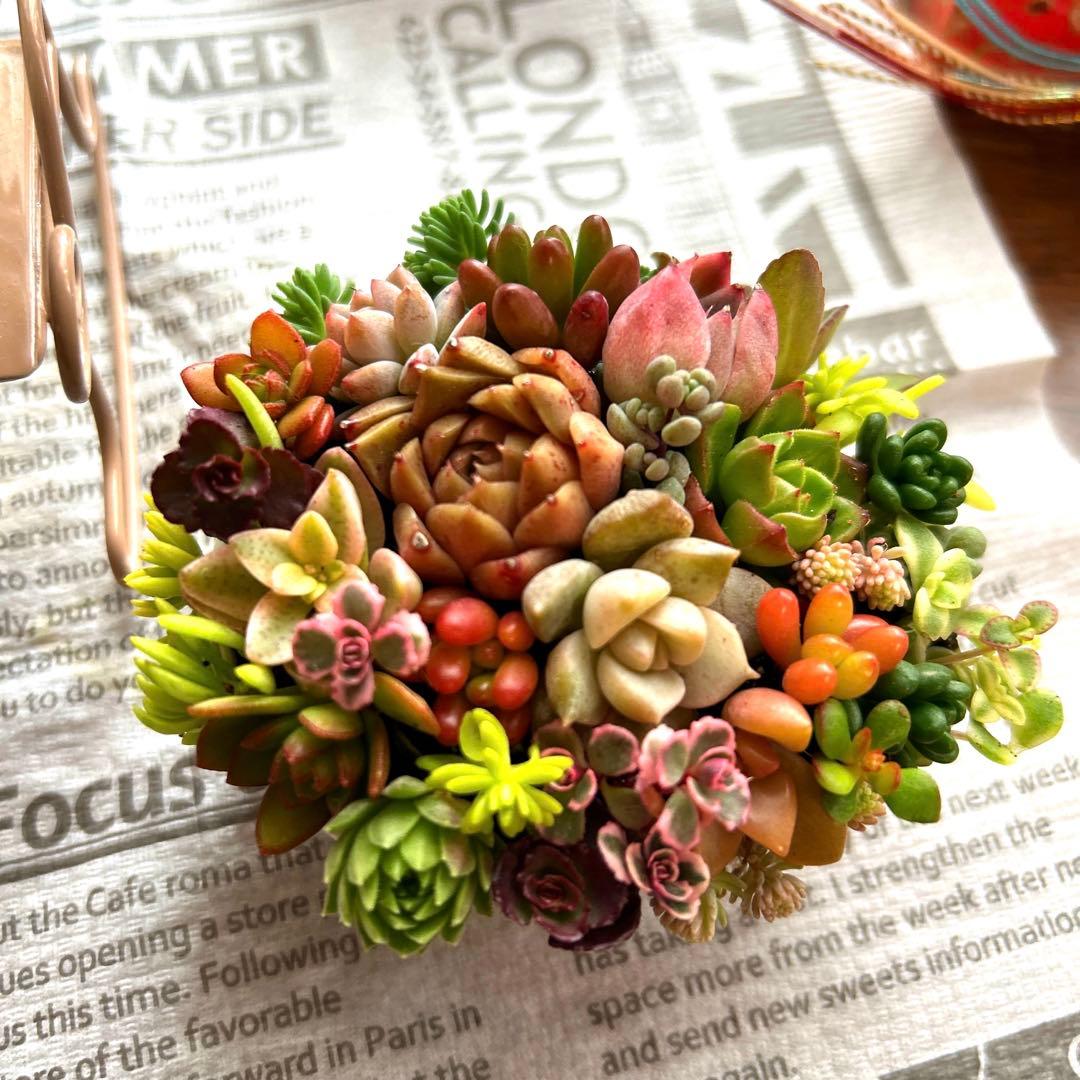 ・:*多肉植物そのまま飾れる・:*ゆらゆらイス多肉さん達・:*2個セット