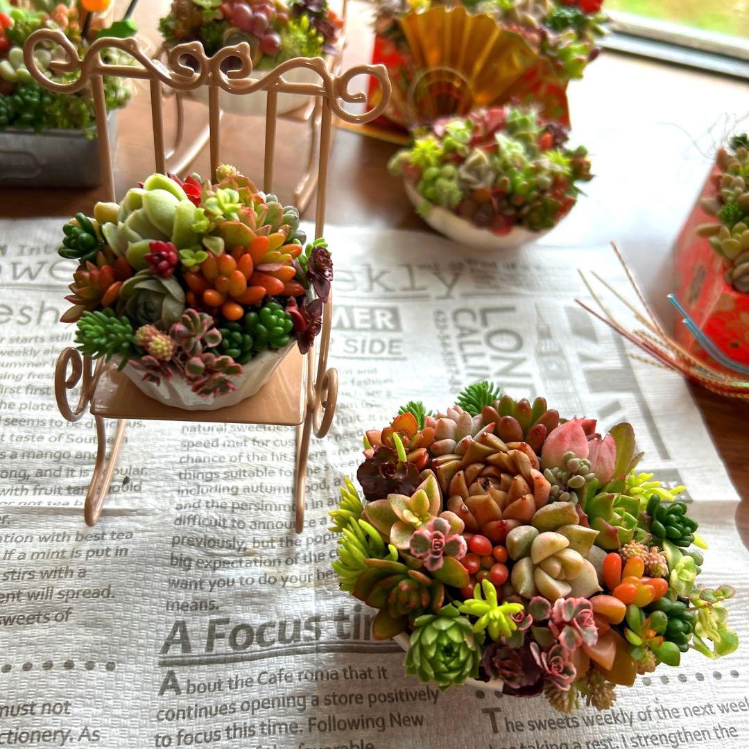 ・:*多肉植物そのまま飾れる・:*ゆらゆらイス多肉さん達・:*2個セット