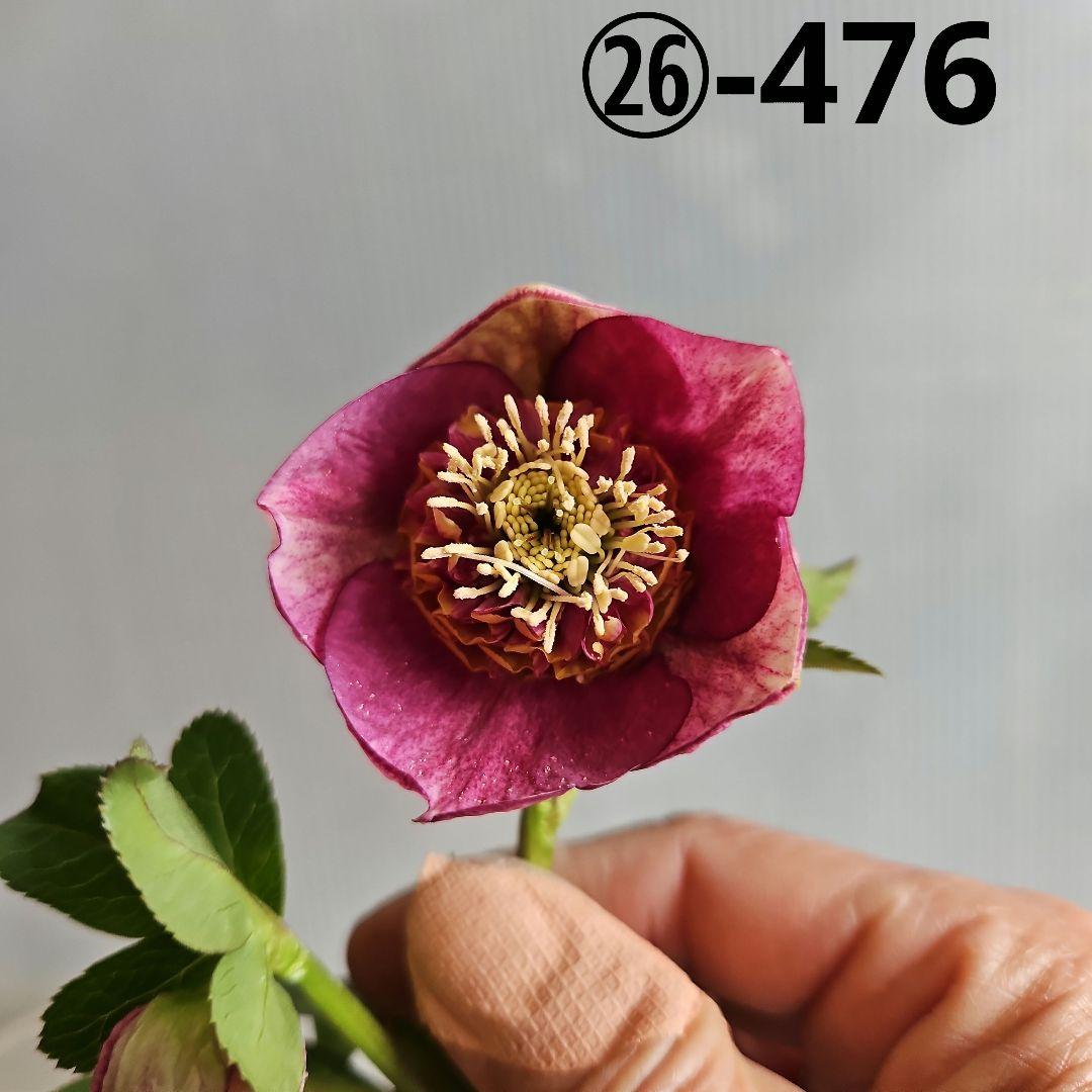 ✿㉖-476 クリスマスローズ