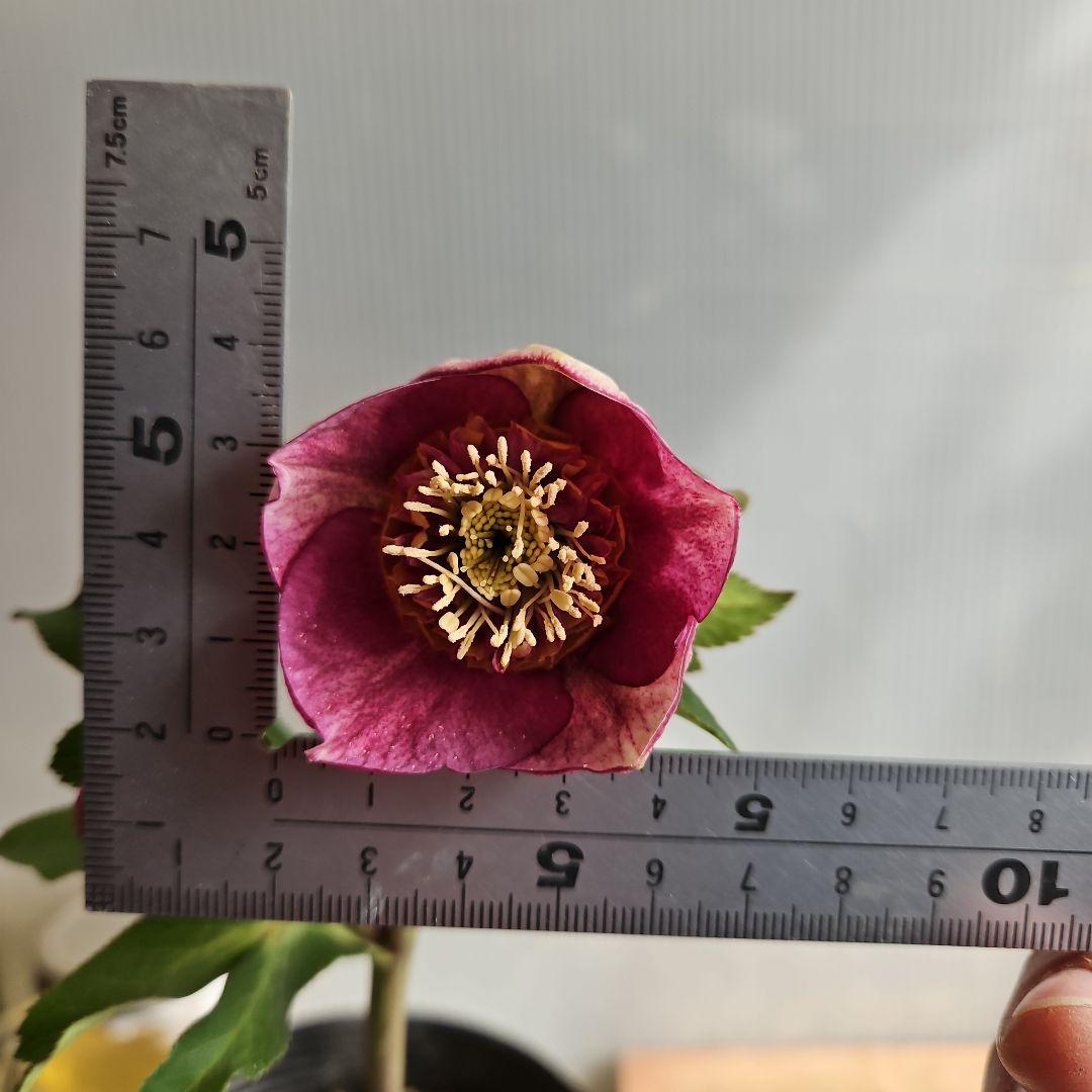 ✿㉖-476 クリスマスローズ