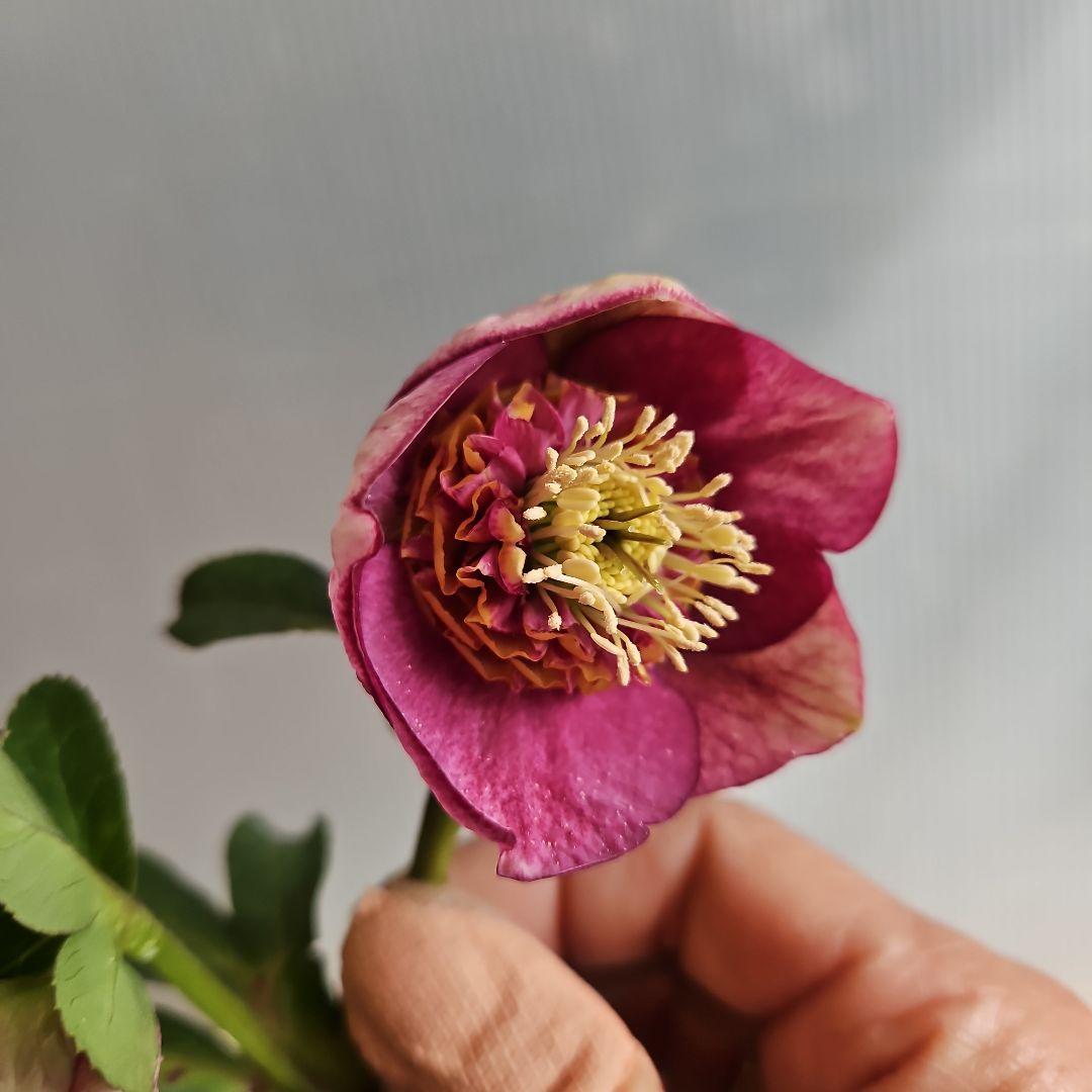 ✿㉖-476 クリスマスローズ