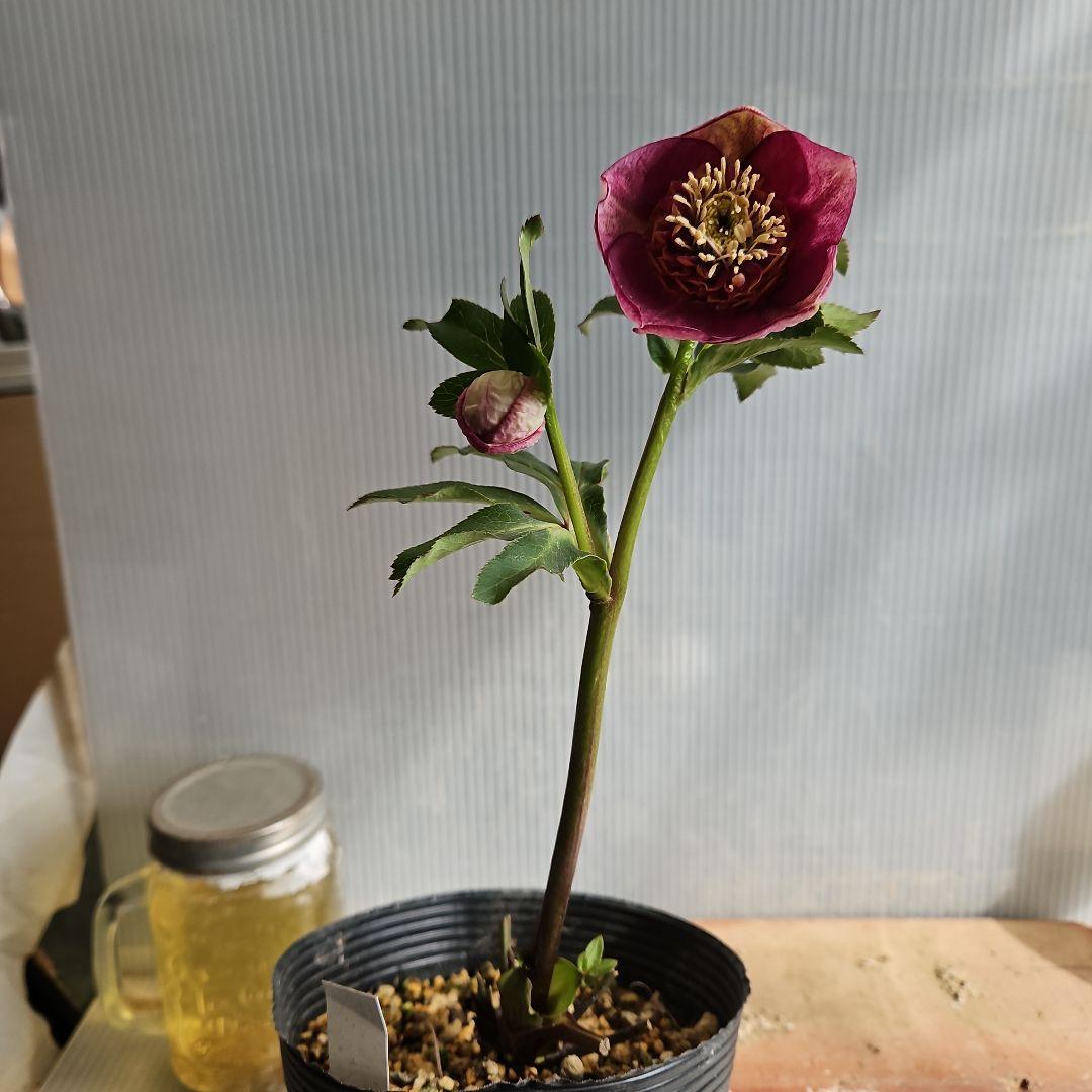 ✿㉖-476 クリスマスローズ