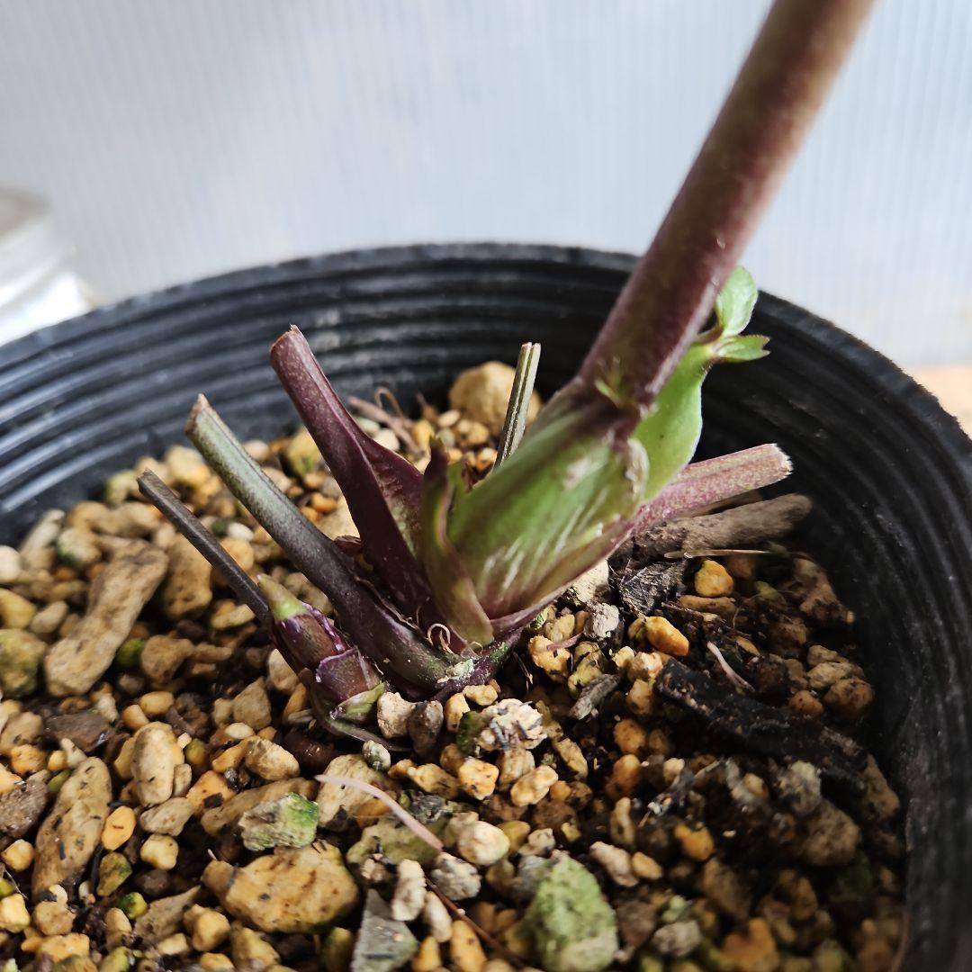 ✿㉖-476 クリスマスローズ