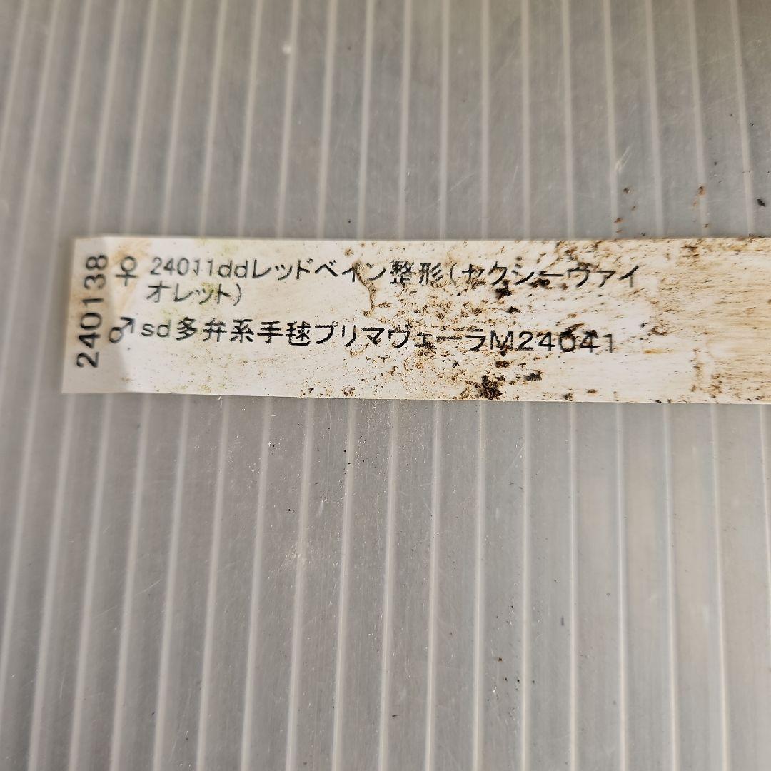 ✿㉖-476 クリスマスローズ