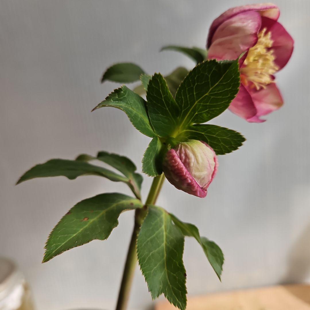 ✿㉖-476 クリスマスローズ