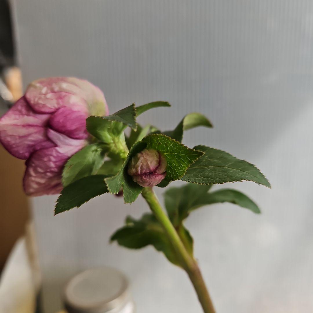 ✿㉖-476 クリスマスローズ