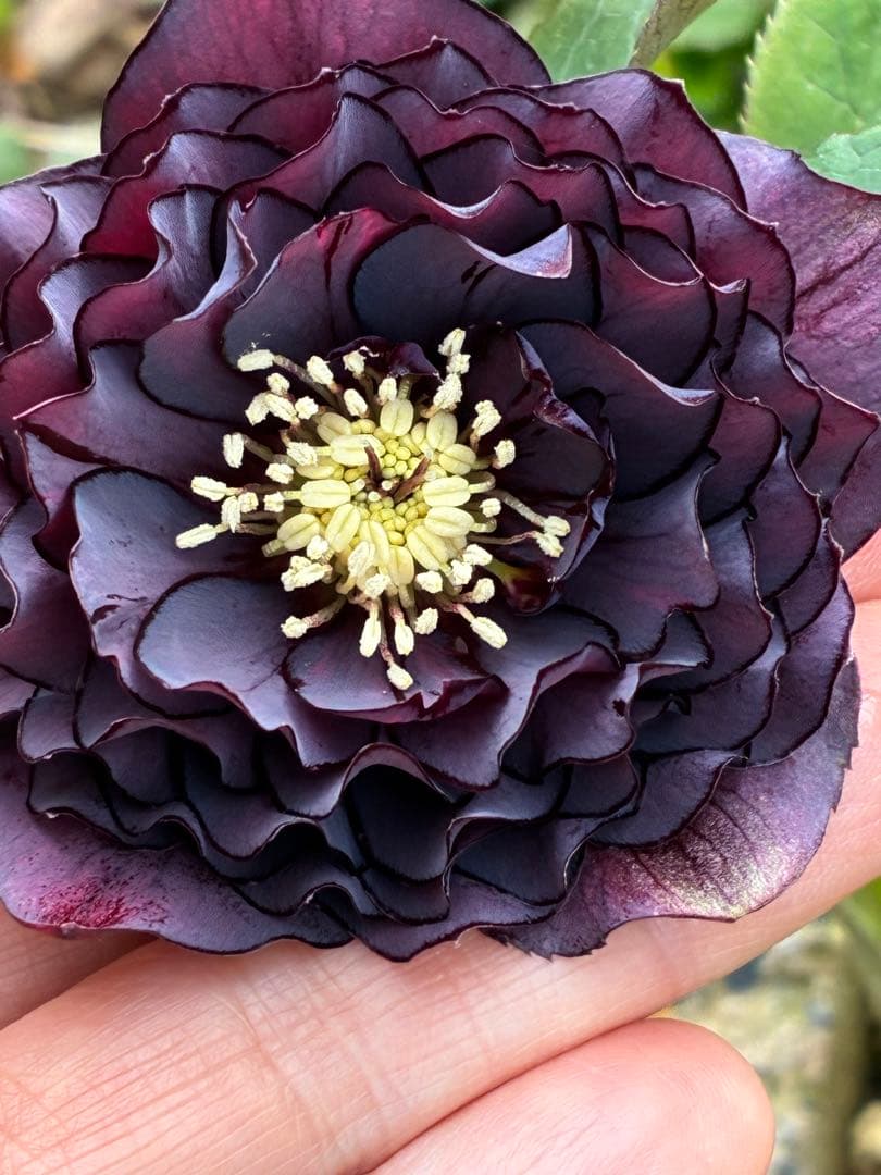 濃い紫色の多弁花　確認用