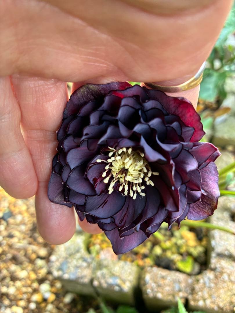 濃い紫色の多弁花　確認用